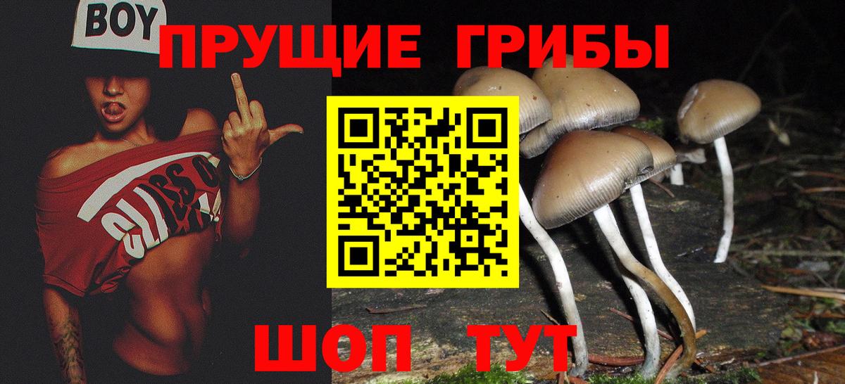 где продают   Вход с VPN  Александров  Псилоцибиновые грибы MAGIC MUSHROOMS 